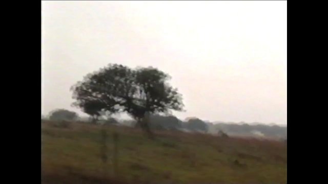 Video Reference: tree, field, grassland, landscape, outdoors, rural, overcast, sky, horizon, nature, solitary tree, countryside