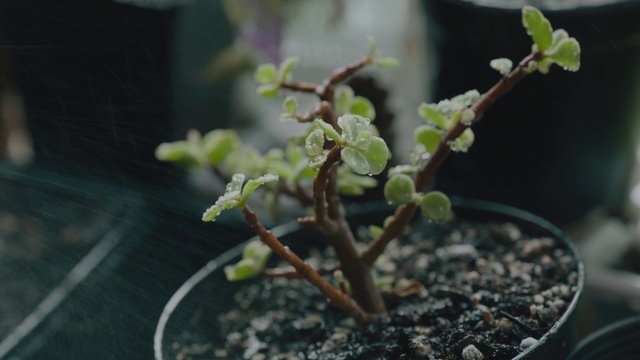 Video Reference: Plant, Flowerpot, Houseplant, Terrestrial plant, Flowering plant, Annual plant, Soil, Herbaceous plant, Plant stem, Twig