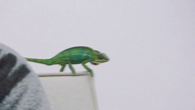 Video Reference: Insect, Eye, Arthropod, Human body, Beetle, Art, Pest, Invertebrate, Parasite, Electric blue