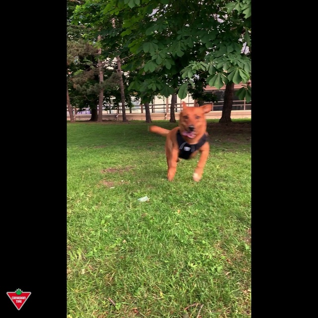 Video Reference: Plant, Tree, People in nature, Grass, Fawn, Happy, Tints and shades, Lawn, Leisure, Trunk