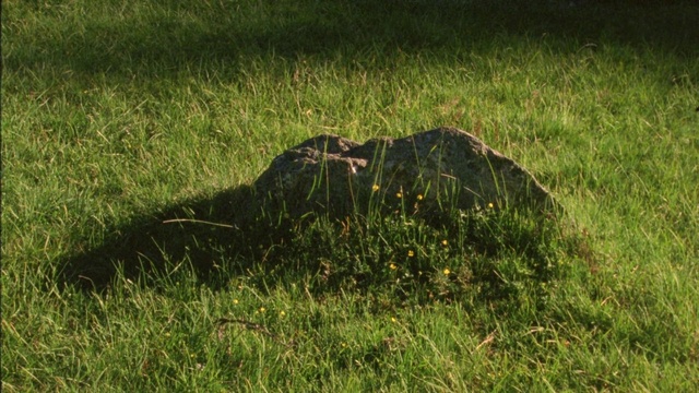 Video Reference: Plant, Trunk, Wood, Grass, Tree, Grassland, Groundcover, Meadow, Landscape, Natural landscape