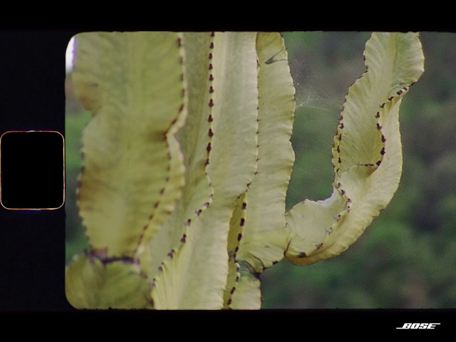 Video Reference: Plant, Flower, Organism, Gesture, Tree, Terrestrial plant, Communication Device, Twig, Font, Flowering plant