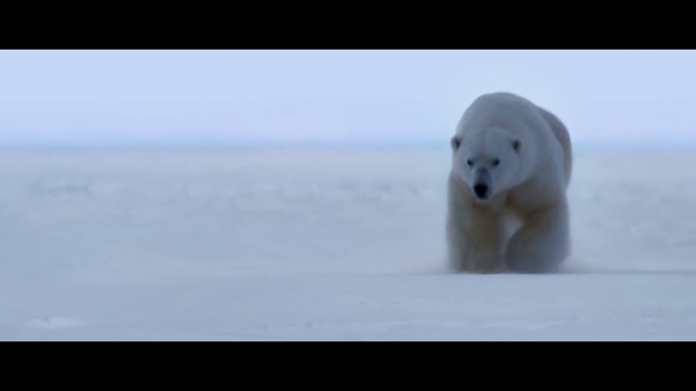 Video Reference: Polar bear, Carnivore, Atmospheric phenomenon, Terrestrial animal, Bear, Ice cap, Polar ice cap, Liquid, Sky, Marine mammal