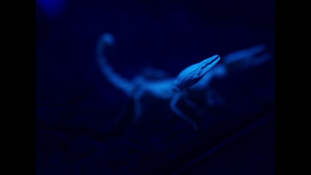 Video Reference: Azure, Liquid, Organism, Underwater, Marine biology, Electric blue, Water, Art, Display device, Event