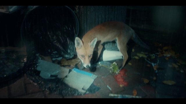 Video Reference: Vertebrate, Organism, Mammal, Carnivore, Felidae, Fawn, Dog breed, Whiskers, Small to medium-sized cats, Tail