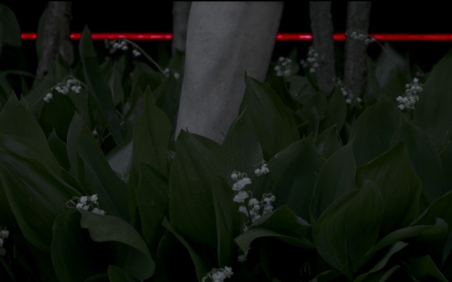 Video Reference: Flower, Plant, Petal, Terrestrial plant, Grass, Font, Flowering plant, Tree, Event, Darkness