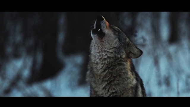 Video Reference: Carnivore, Bat, Dog breed, Whiskers, Beak, Terrestrial animal, Darkness, Wolf, Fur, Canis