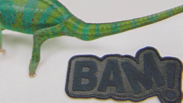 Video Reference: Reptile, Terrestrial plant, Electric blue, Terrestrial animal, Scaled reptile, Font, Lizard, Tail, Fashion accessory, Symbol