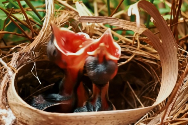 Video Reference: Bird, Plant, Beak, Bird nest, Terrestrial plant, Twig, Natural material, Nest, Terrestrial animal, Wood