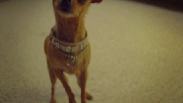 Video Reference: Dog, Dog breed, Working animal, Carnivore, Companion dog, Fawn, Terrestrial animal, Pet supply, Snout, Tail