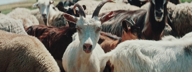 Video Reference: Vertebrate, Light, Goat, Mammal, Horn, Goat-antelope, Terrestrial animal, Snout, Goats, Livestock
