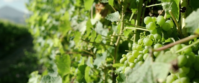 Video Reference: Plant, Fruit, Seedless fruit, Flower, Grape, Terrestrial plant, Grape leaves, Natural foods, Flowering plant, Produce