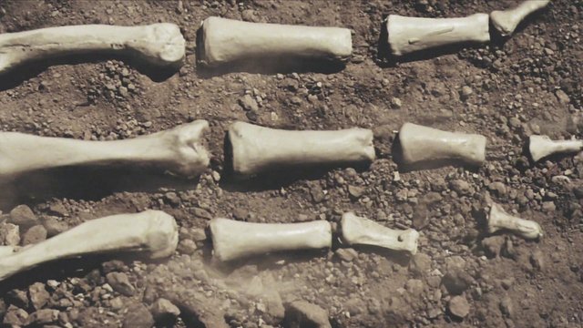Video Reference: bones, fossil, skeletal remains, rocky ground, soil, excavation, archeology, paleontology, debris, dry terrain, top view, outdoors
