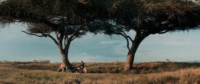 Video Reference: Plant, Sky, Plant community, Ecoregion, Nature, Natural environment, Natural landscape, Branch, Wood, Vegetation
