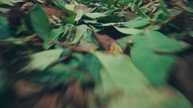 Video Reference: Plant, Terrestrial plant, Wood, Twig, Groundcover, Tints and shades, Grass, Flowering plant, Deciduous, Forest