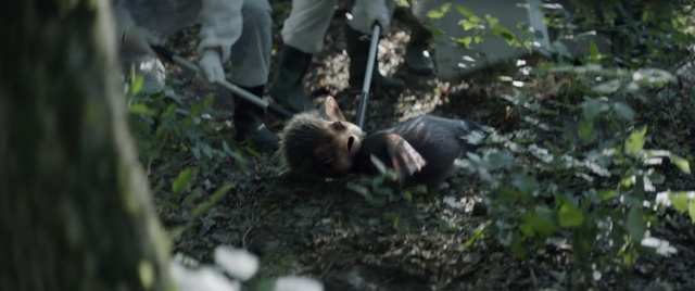 Video Reference: Plant, Branch, Organism, Terrestrial plant, Fawn, Grass, Terrestrial animal, Snout, Forest, Trunk