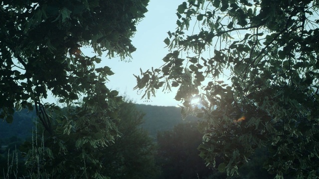 Video Reference: Plant community, Sky, Natural landscape, Twig, Wood, Tree, Grass, Plant, Terrestrial plant, Trunk