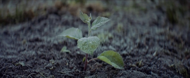 Video Reference: Plant, Terrestrial plant, Groundcover, Grass, Flowering plant, Annual plant, Water, Tree, Soil, Subshrub