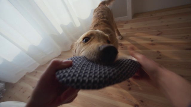 Video Reference: Dog, Dog breed, Carnivore, Working animal, Wood, Fawn, Companion dog, Pet supply, Dog supply, Flooring