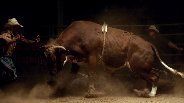 Video Reference: Working animal, Bull, Natural material, Terrestrial animal, Entertainment, Snout, Hat, Event, Horn, Bullring