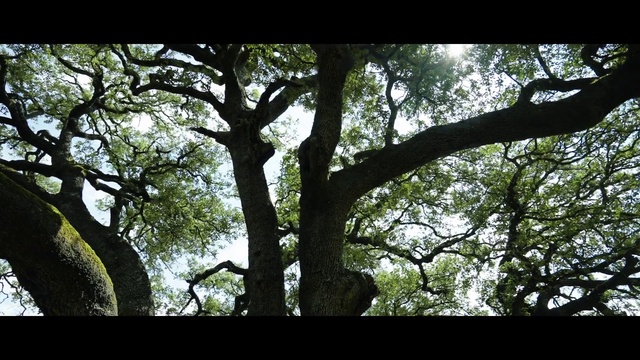Video Reference: Sky, Tree, Natural landscape, People in nature, Plant, Branch, World, Twig, Wood, Trunk