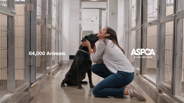 Video Reference: Jeans, Leg, Comfort, Knee, Thigh, Dog breed, Flooring, Carnivore, Floor, Companion dog