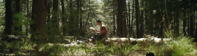 Video Reference: Plant, Plant community, People in nature, Tree, Wood, Natural landscape, Terrestrial plant, Trunk, Grass, Landscape