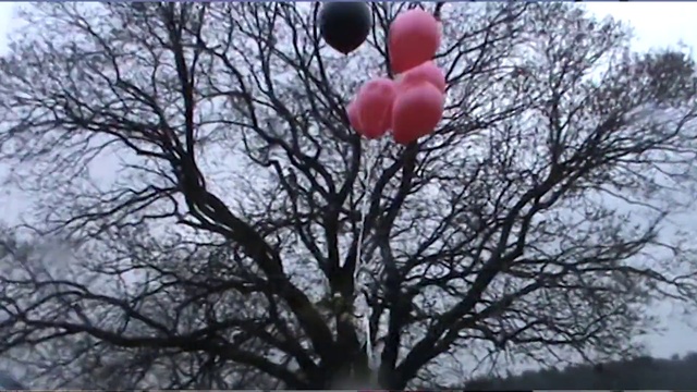Video Reference: Sky, Flower, Tree, Balloon, Branch, Twig, Plant, Petal, Event, Magenta