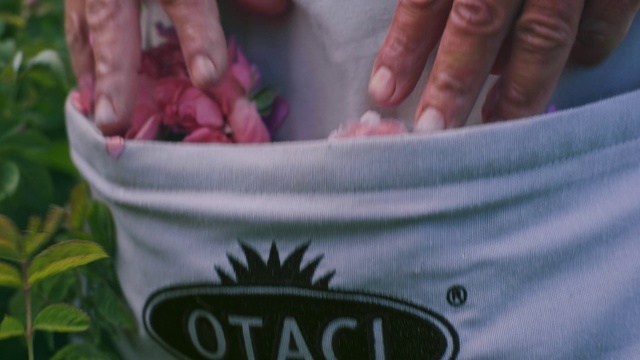 Video Reference: Sleeve, Gesture, Plant, Finger, Flowerpot, Font, Houseplant, Thumb, Electric blue, Magenta