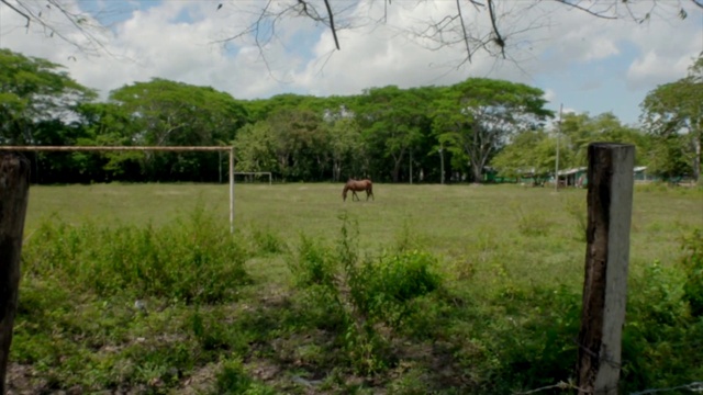Video Reference: Plant, Cloud, Horse, Sky, Natural environment, Tree, Natural landscape, Working animal, Land lot, Fawn