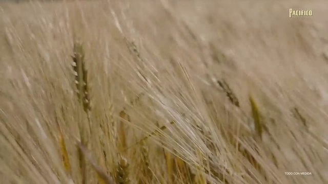 Video Reference: Plant, Khorasan wheat, Agriculture, Grass, Natural landscape, Wood, Grassland, Grass family, Flowering plant, Wind