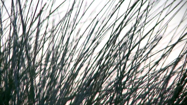 Video Reference: Sky, Plant, Twig, Grass, Tints and shades, Terrestrial plant, Pattern, Tree, Wood, Natural landscape