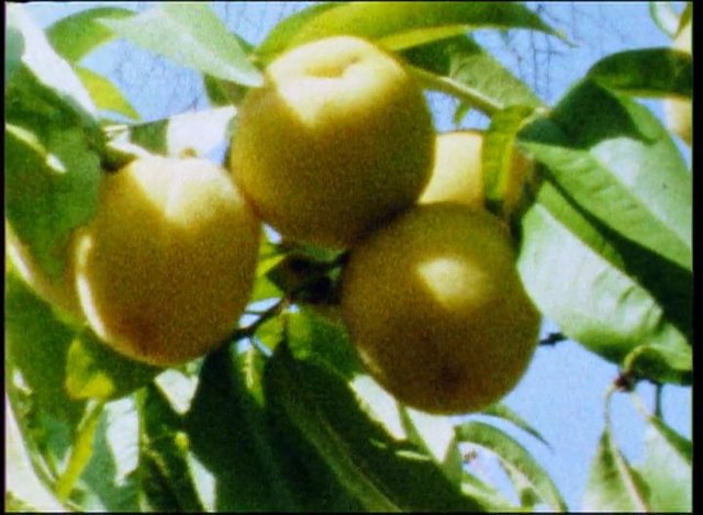 Video Reference: fruit, tree, branch, leaves, yellow fruit, orchard, outdoors, sky, nature, close-up, harvest