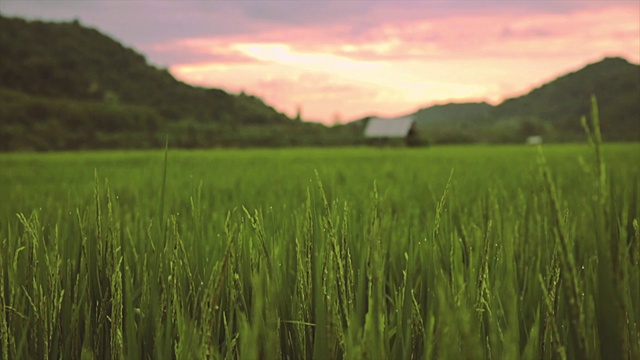 Video Reference: Cloud, Sky, Atmosphere, Ecoregion, Green, Natural landscape, People in nature, Afterglow, Mountain, Plant