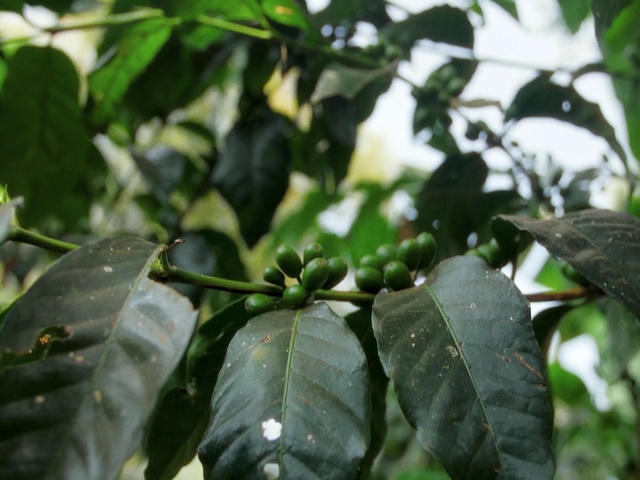 Video Reference: Plant, Terrestrial plant, Twig, Fruit tree, Flowering plant, Plant stem, Ebony trees and persimmons