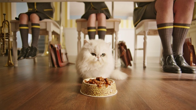 Video Reference: Cat, Wood, Carnivore, Felidae, Flooring, Floor, Table, Small to medium-sized cats, Whiskers, Hardwood