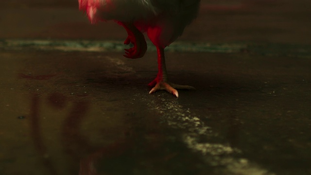 Video Reference: Eye, Liquid, Bird, Plant, Insect, Beak, Underwater, Fish, Fin, Feather