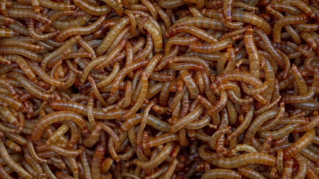 Video Reference: Food, Ingredient, Cuisine, Noodle, Dish, Pattern, Event, Terrestrial animal, Metal, Staple food