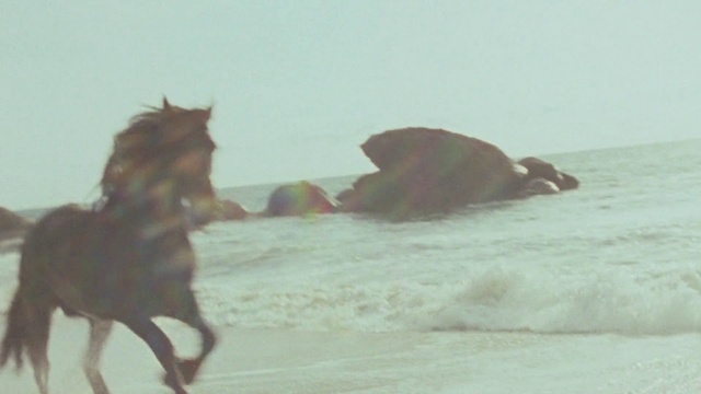 Video Reference: Ecoregion, Horse, Working animal, Fawn, Landscape, Pack animal, Natural landscape, Mane, Livestock, Wildlife