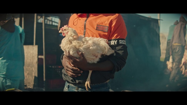 Video Reference: Bird, Flash photography, Chicken, Gesture, Galliformes, Rooster, Fun, Poultry, Event, Art