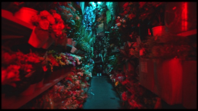 Video Reference: Purple, Organism, Pink, Red, Magenta, Tints and shades, Art, Rectangle, Pattern, Electric blue