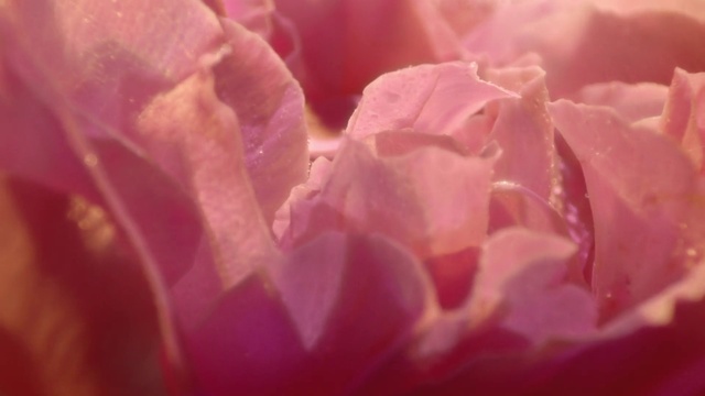 Video Reference: Flower, Plant, Petal, Water, Pink, Magenta, Garden roses, Rose family, Rose order, Annual plant