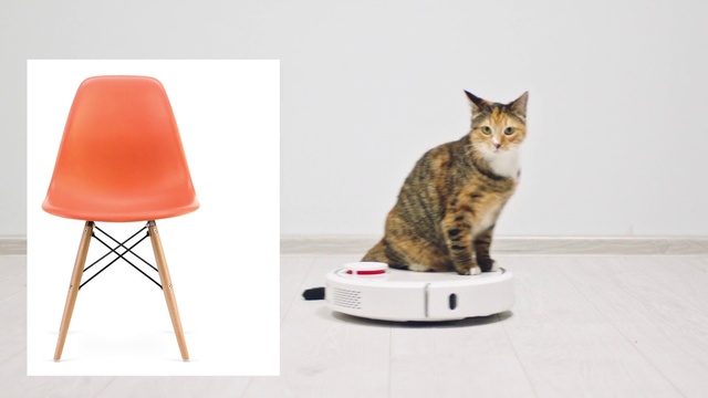 Video Reference: Cat, Felidae, Carnivore, Mammal, Small to medium-sized cats, Lamp, Whiskers, Pet supply, Tail, Wood