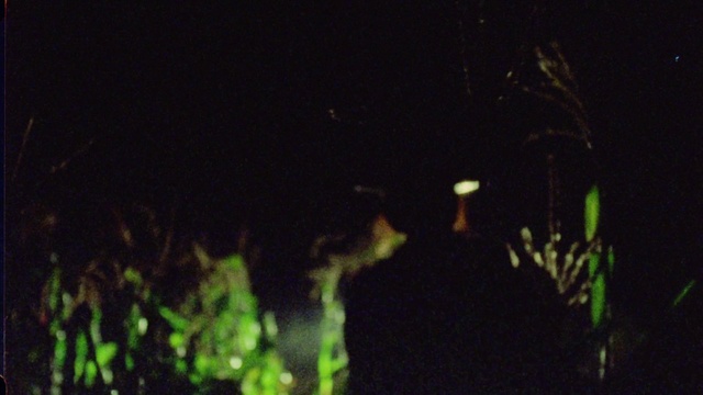 Video Reference: Terrestrial plant, Midnight, Event, Darkness, Twig, Grass, City, Forest, Plant, Landscape