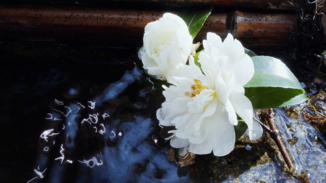 Video Reference: Flower, Plant, Petal, Terrestrial plant, Water, Flowering plant, Rose family, Aquatic plant, Rose order, Herbaceous plant