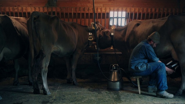Video Reference: Working animal, Building, Stable, Wood, Horse supplies, Pack animal, Snout, Terrestrial animal, Livestock, Dairy cow
