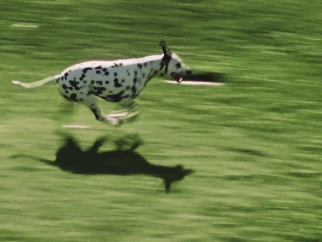 Video Reference: Dog, Dalmatian, Dog breed, Carnivore, Grass, Fawn, Plant, Terrestrial animal, Tail, Water