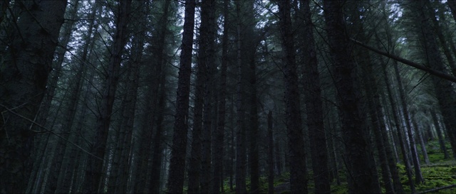 Video Reference: Plant, Natural landscape, Tree, Trunk, Wood, Terrestrial plant, Larch, Landscape, Deciduous, Grass