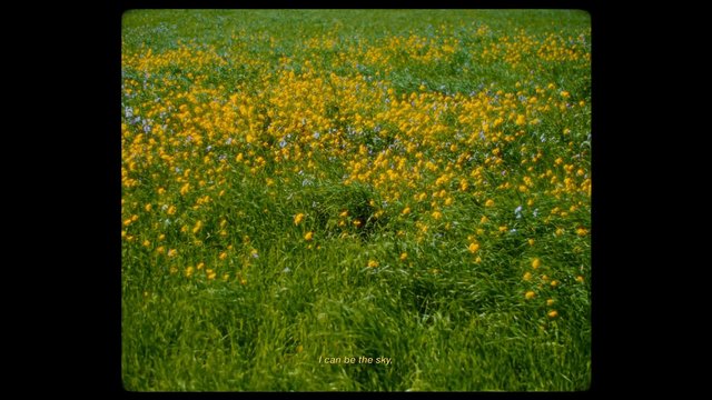 Video Reference: wildflowers, grass, meadow, field, nature, flowers, yellow blossoms, green landscape, spring, outdoors, landscape, close view, subtitles, video frame