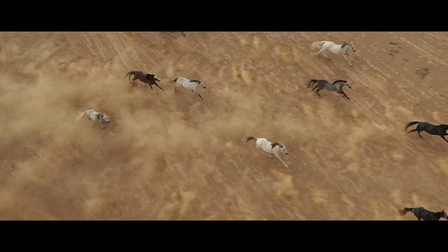 Video Reference: Ecoregion, Vertebrate, Grass, Animal migration, Landscape, Grassland, Sky, Wing, Water bird, Beak